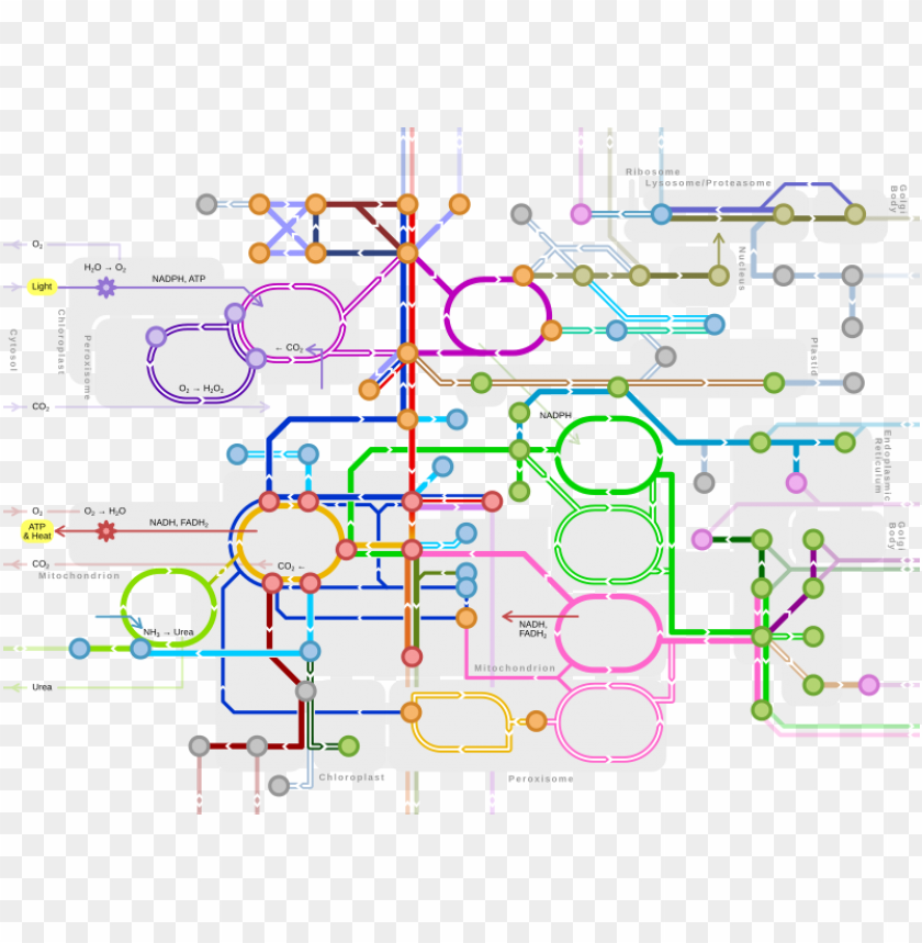 Metro Style Map Of Major Metabolic Pathways Ma