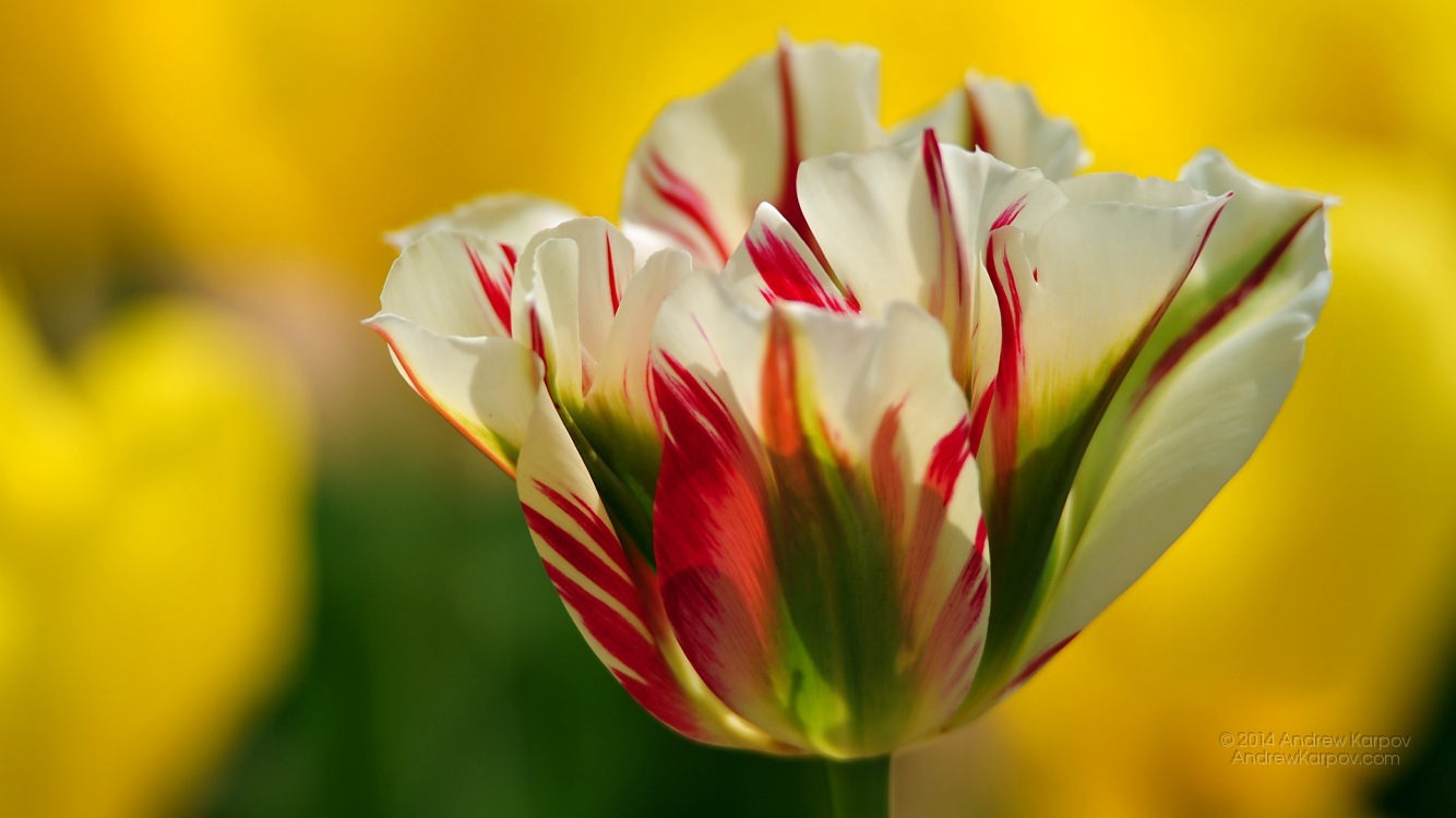 Sculpture Beautiful Tulip Flower Wallpaper Size