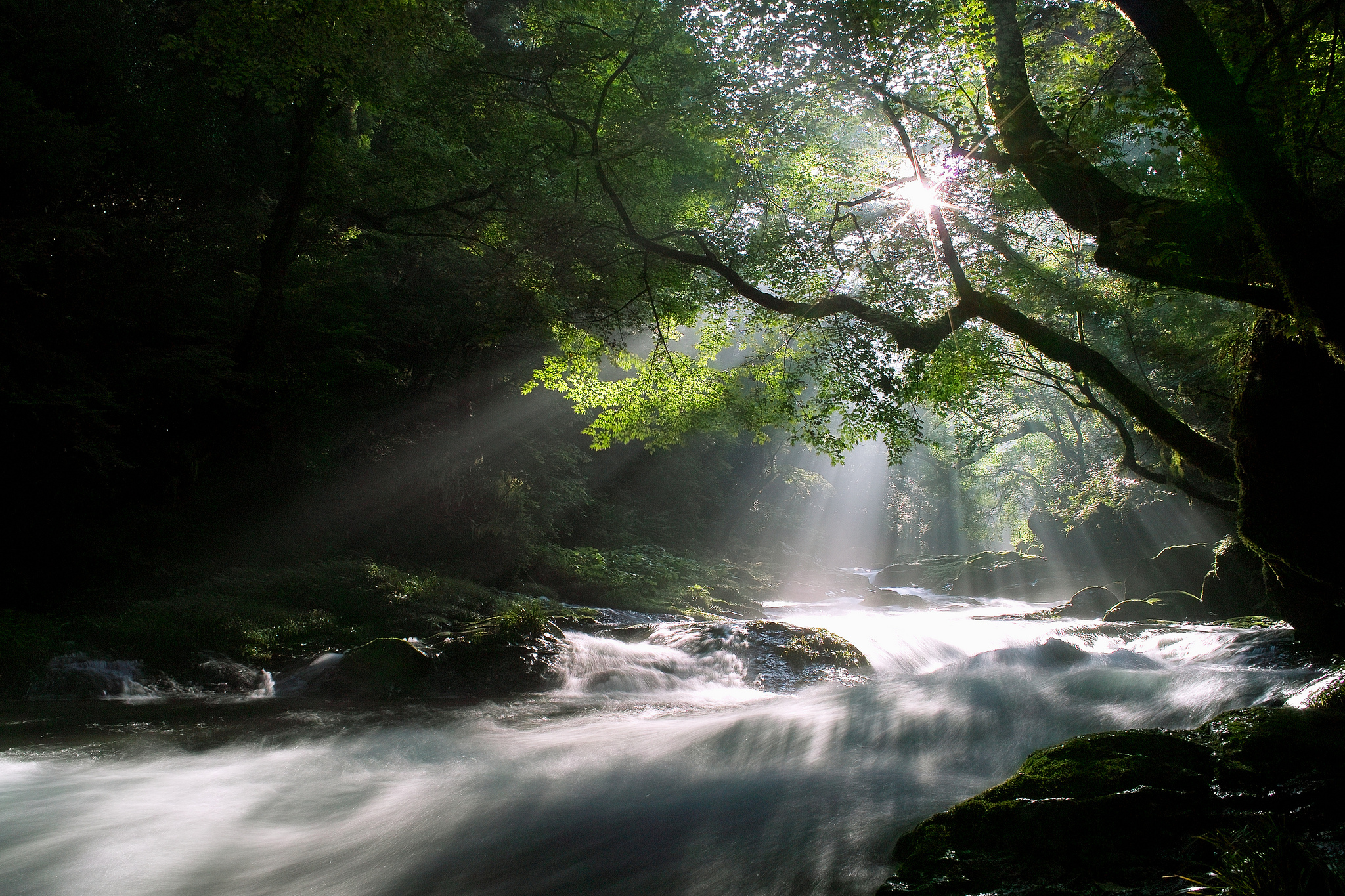Forest Night Trees Light Rays The Sun A Stream River Wallpaper