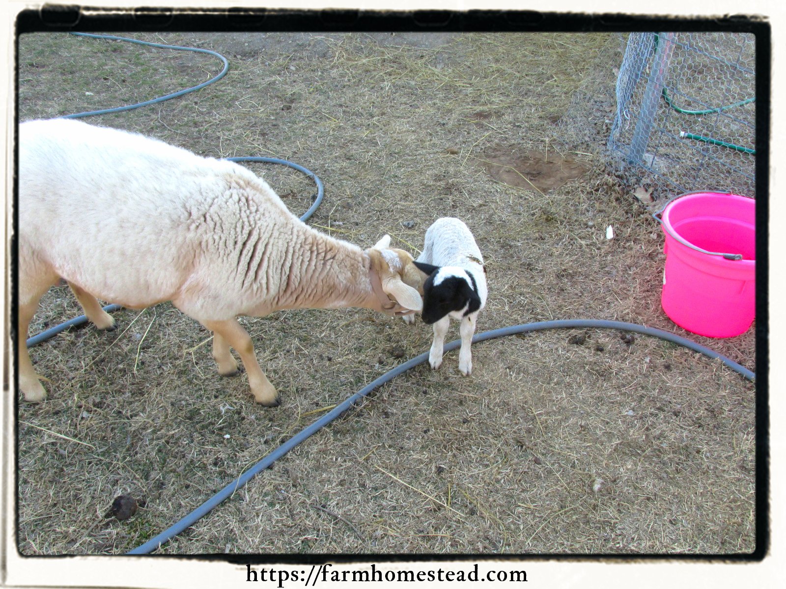 Our First Lamb KataHDin Dorper Cross Farm Homestead