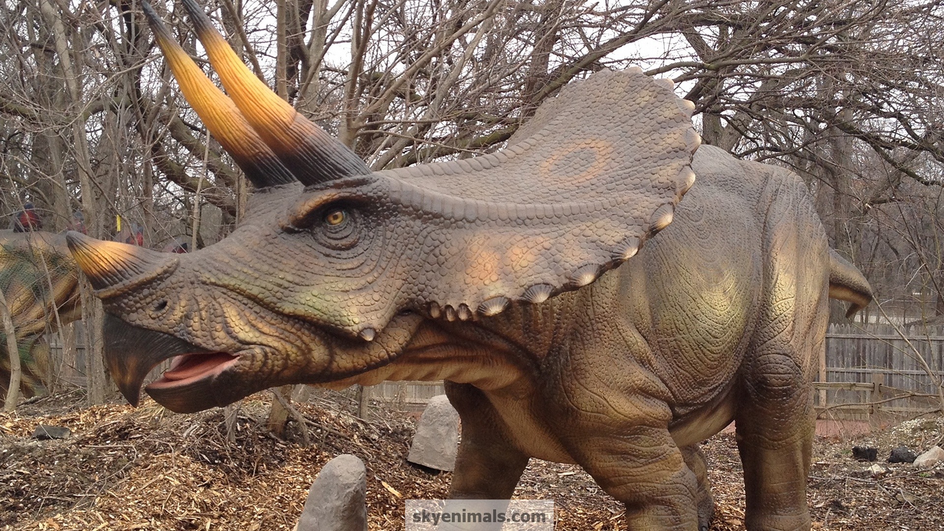 Wallpaper Triceratops Image