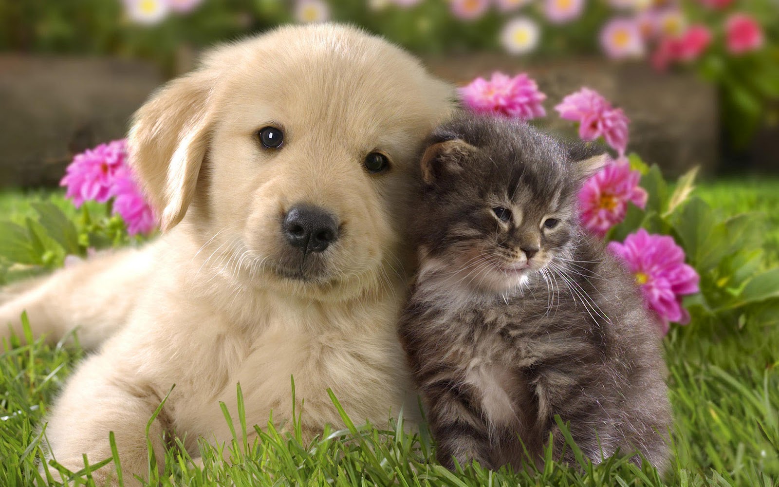 Cute Cat And Dog Cuddling Wallpaper HD Animals