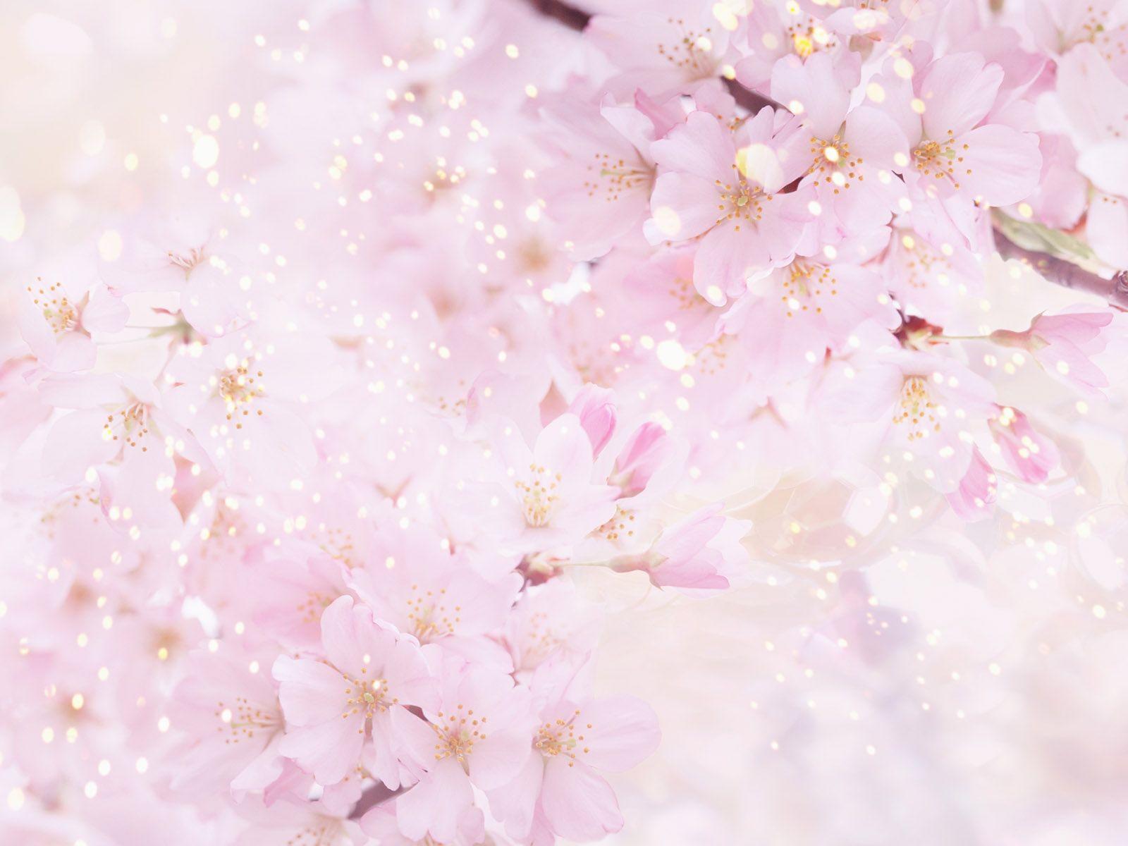 Cherry Blossom Backgrounds