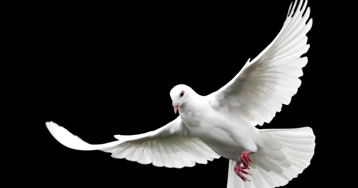 White Dove Bird Flying Photo HD Wallpaper