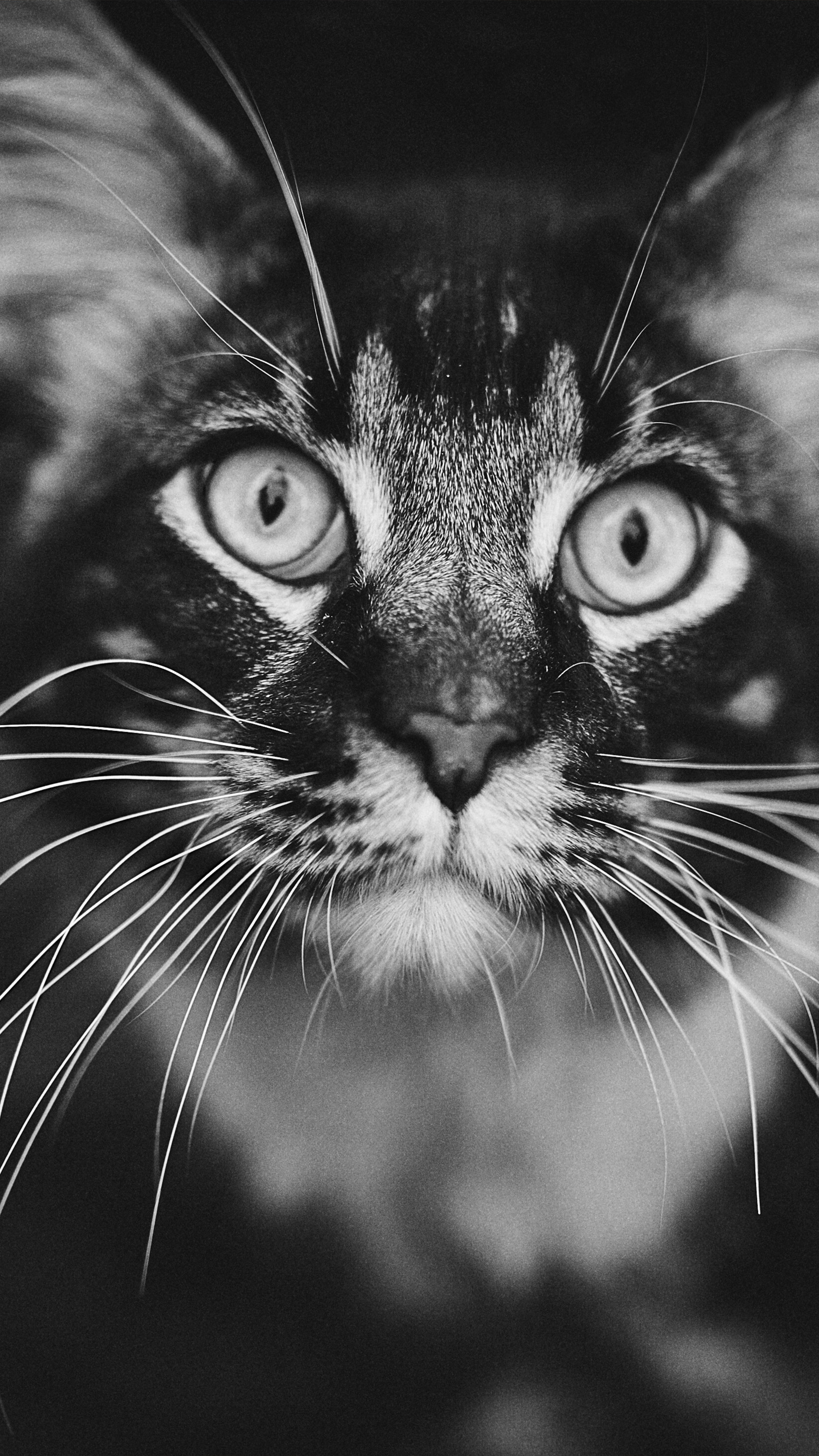 🔥 Free Download Staring Cat Black White 4k Ultra Hd Mobile Wallpaper 2160x3840 For Your