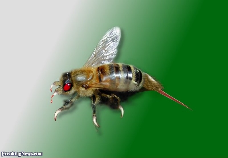 Killer Bee Render Image Picture Code Do It