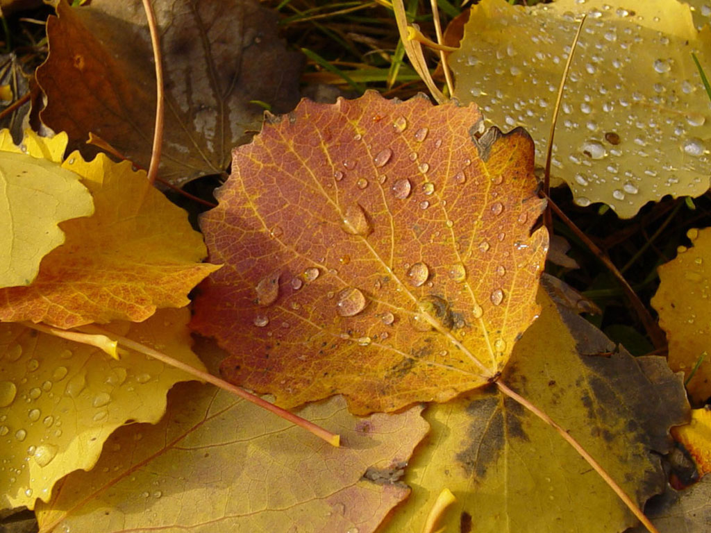 Autumn Photo Wallpaper Leaves HD Fall