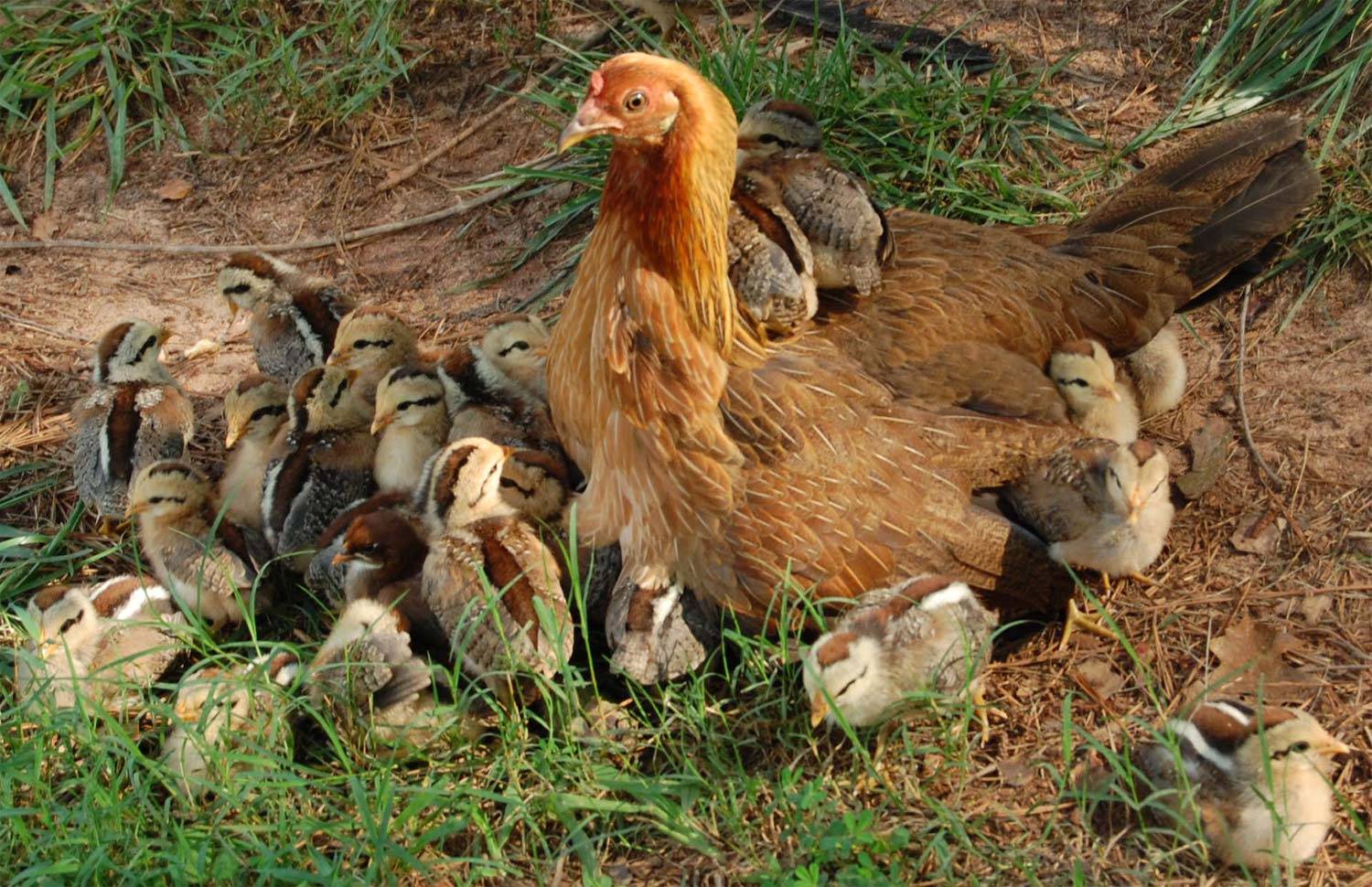 Mama Hen And Her Chicks Baby Farm Animals Wallpaper