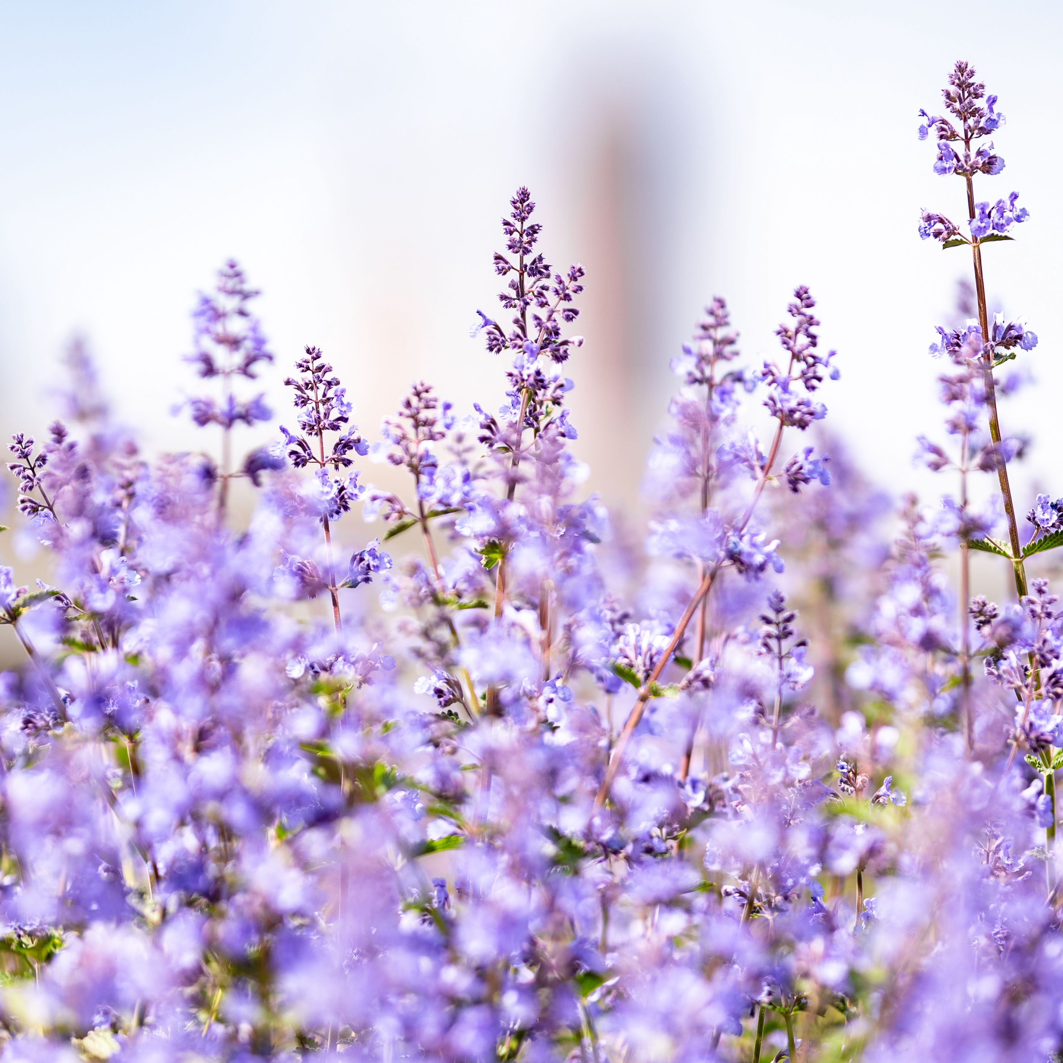 Lavender Wallpaper