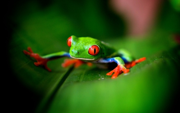 Cute Green Frog click to view 620x390