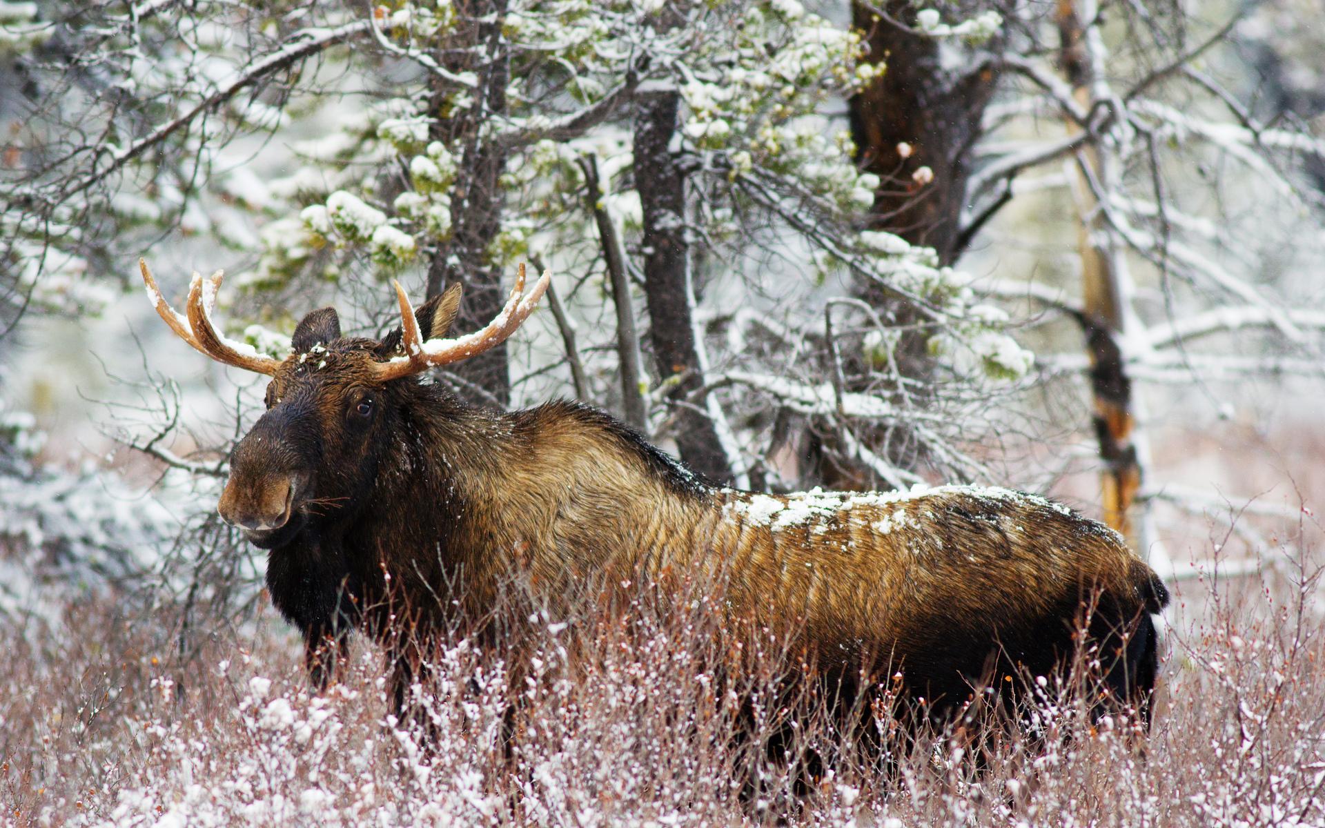 Moose Wallpaper HD