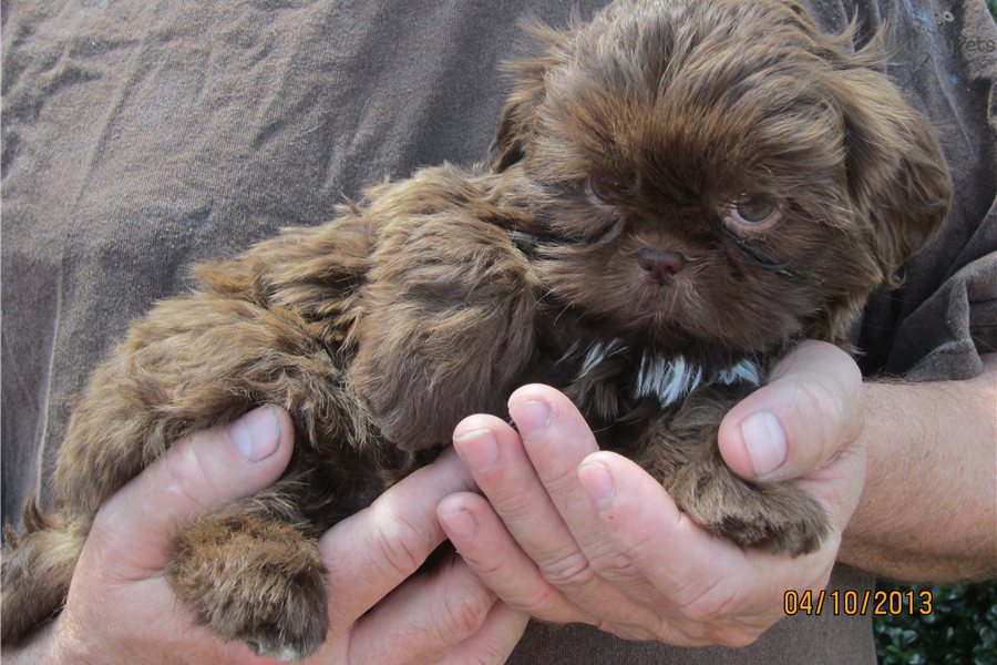 Pictures Shih Tzu Puppies Dog Picture Cute And Funny Pet Wallpaper