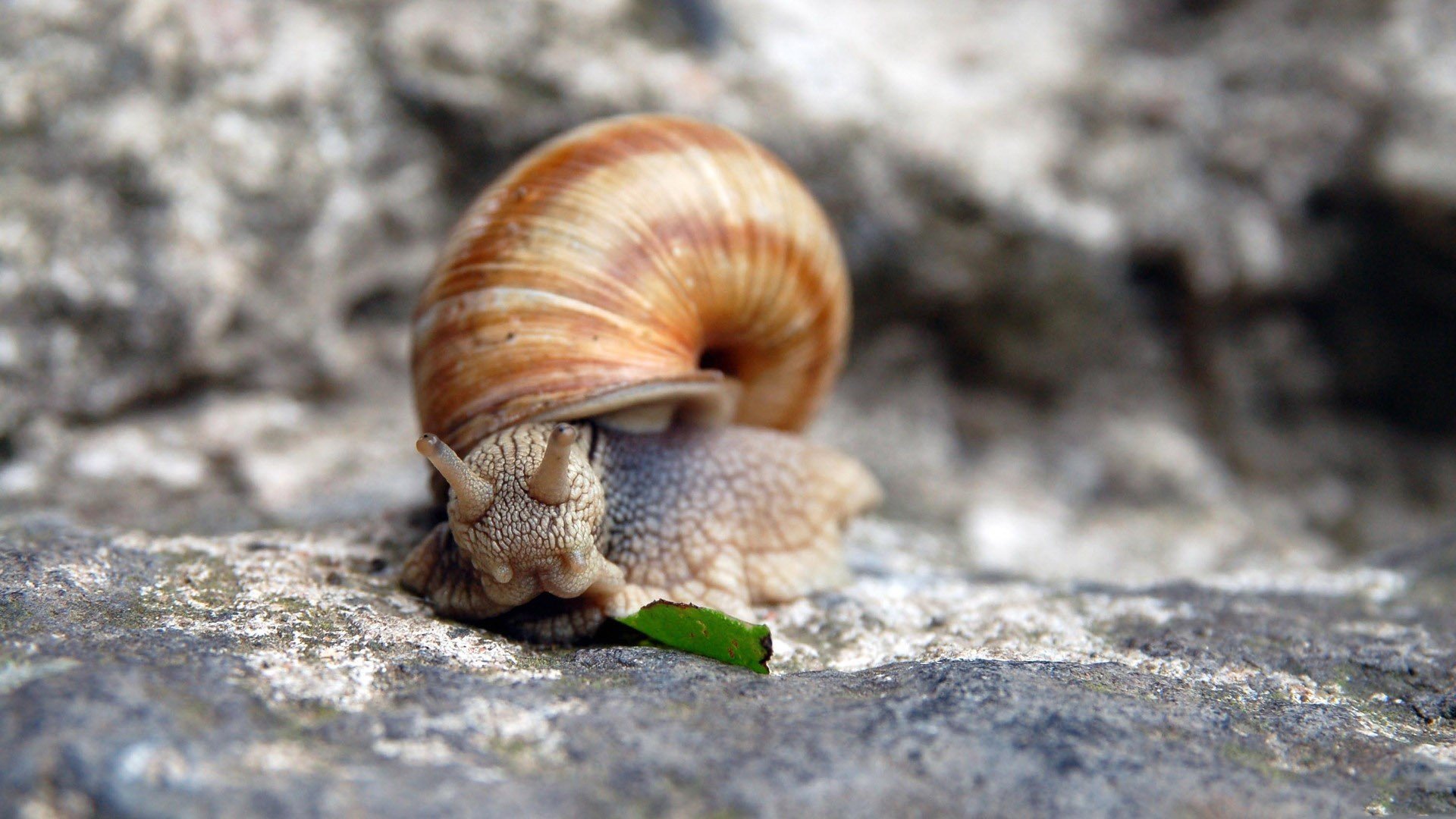 Snails Wallpaper HD
