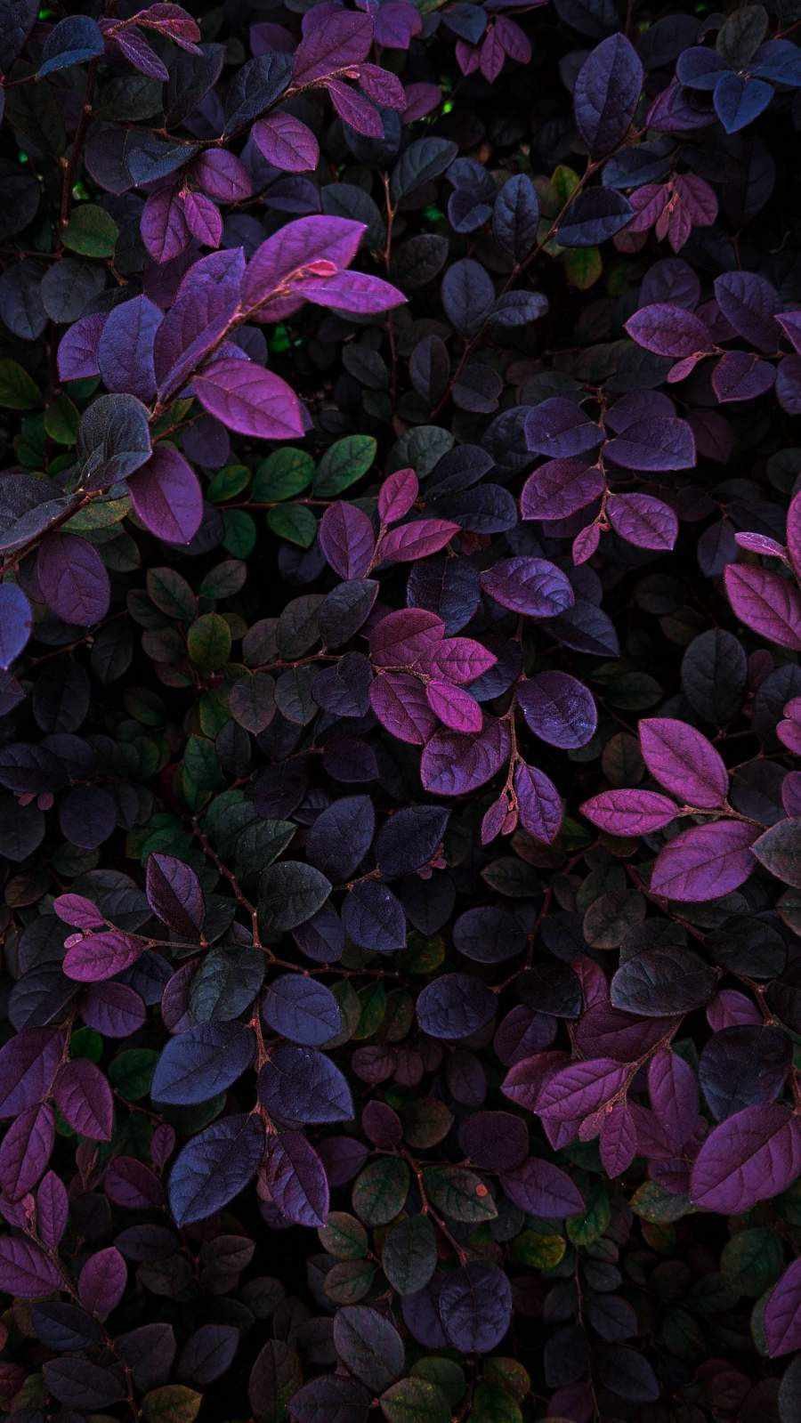 Plants iPhone Wallpaper