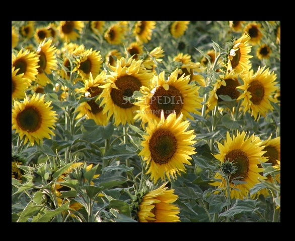 Sunflowers Screensaver Screenshots screen capture586