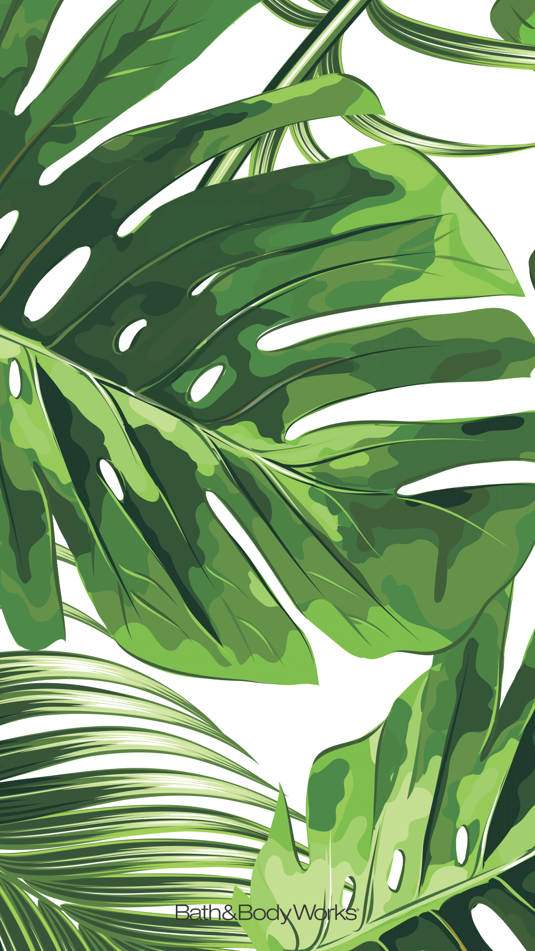 Monstera Leaf Wallpaper Background Plant