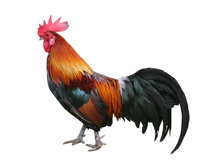 Wallpaper Collections Rooster