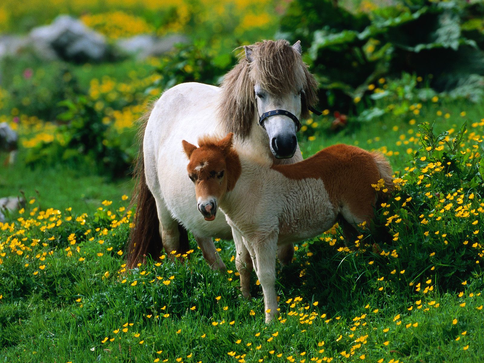 Hq Shetland Pony With Foal Wallpaper
