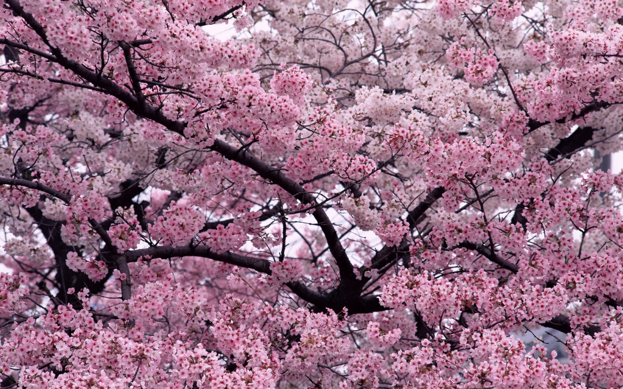 Cherry Blossom Tree HD Wallpaper Background