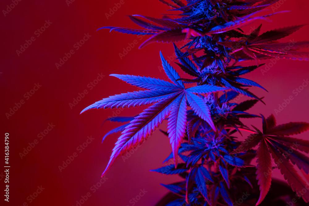 🔥 Free download Cannabis leaves beautiful background in colorful purple ...