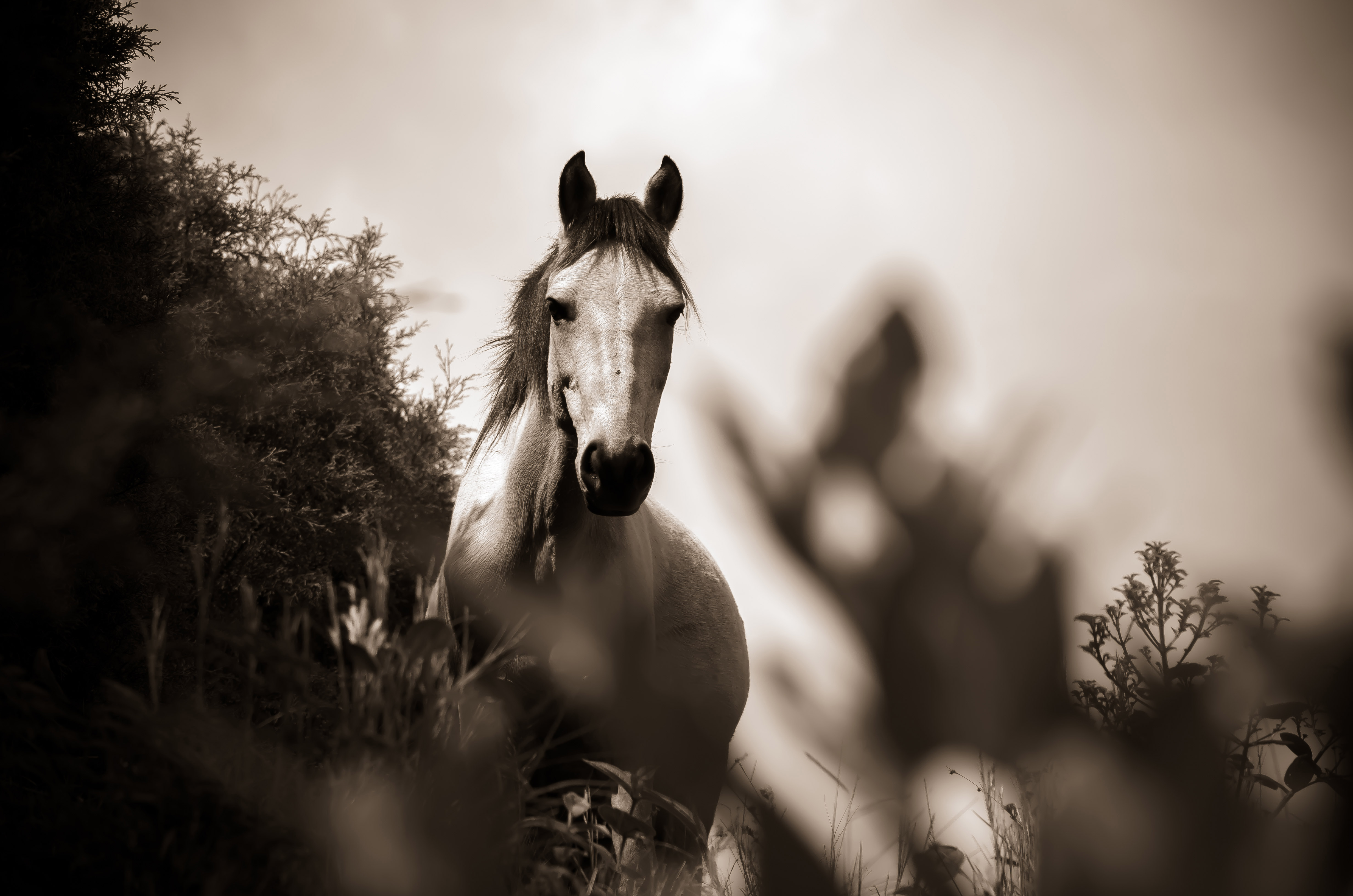 Horse Grayscale Laptop Full HD 1080p 4k Wallpaper Image