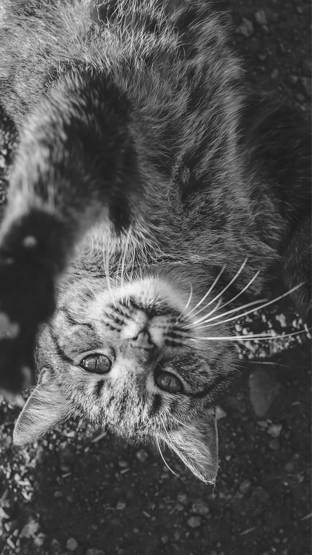 Animals iPhone Wallpaper