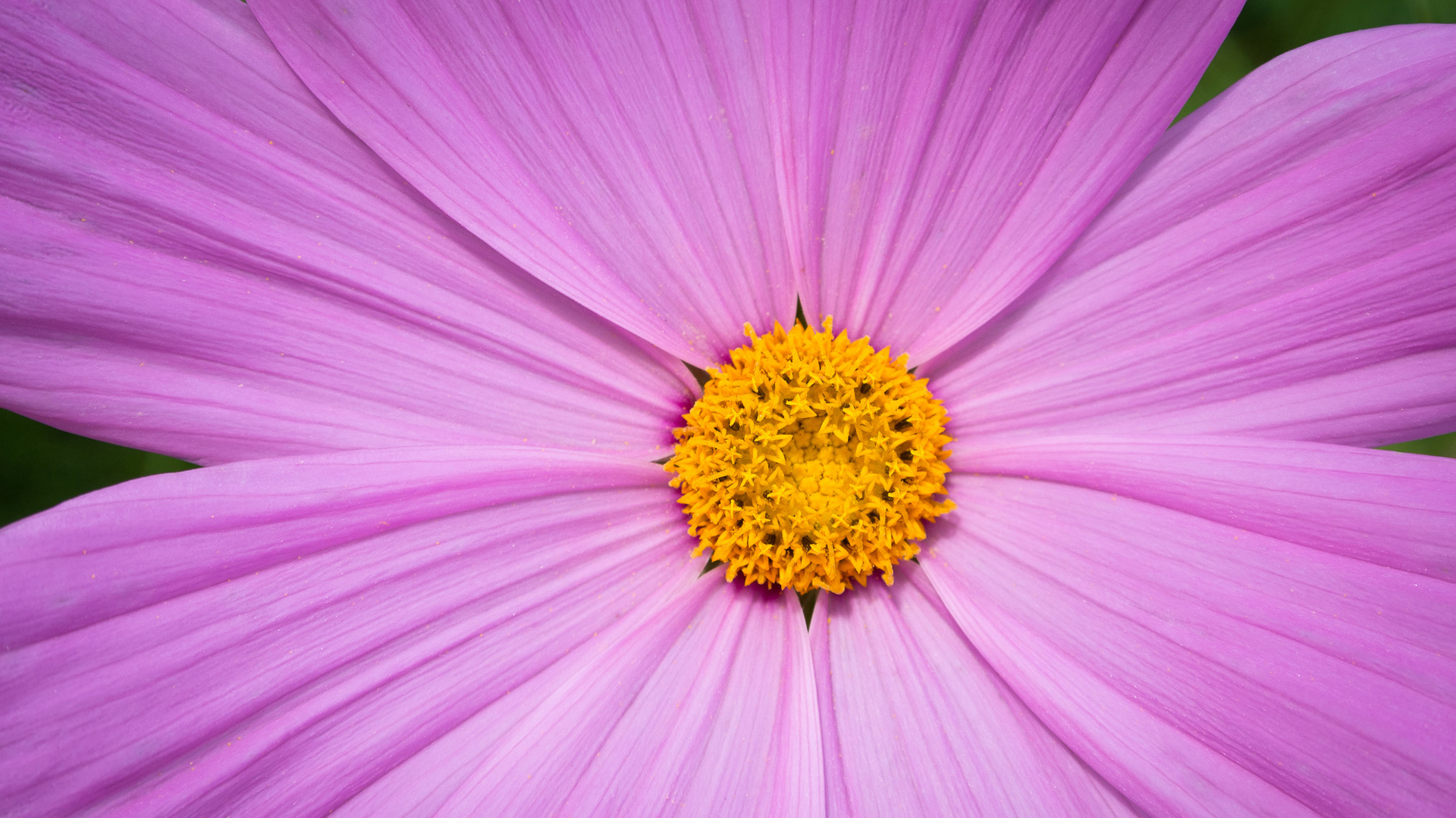 Large Pink and Yellow Flower HD Wallpaper
