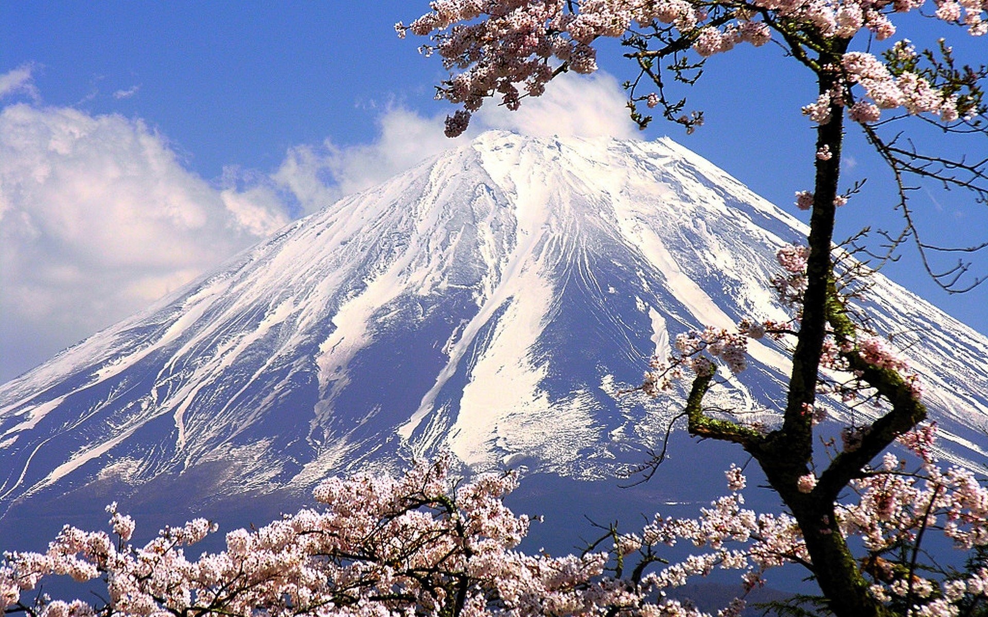 Mount Fuji in spring with cherry blossoms in the foreground - 4k wallpaper