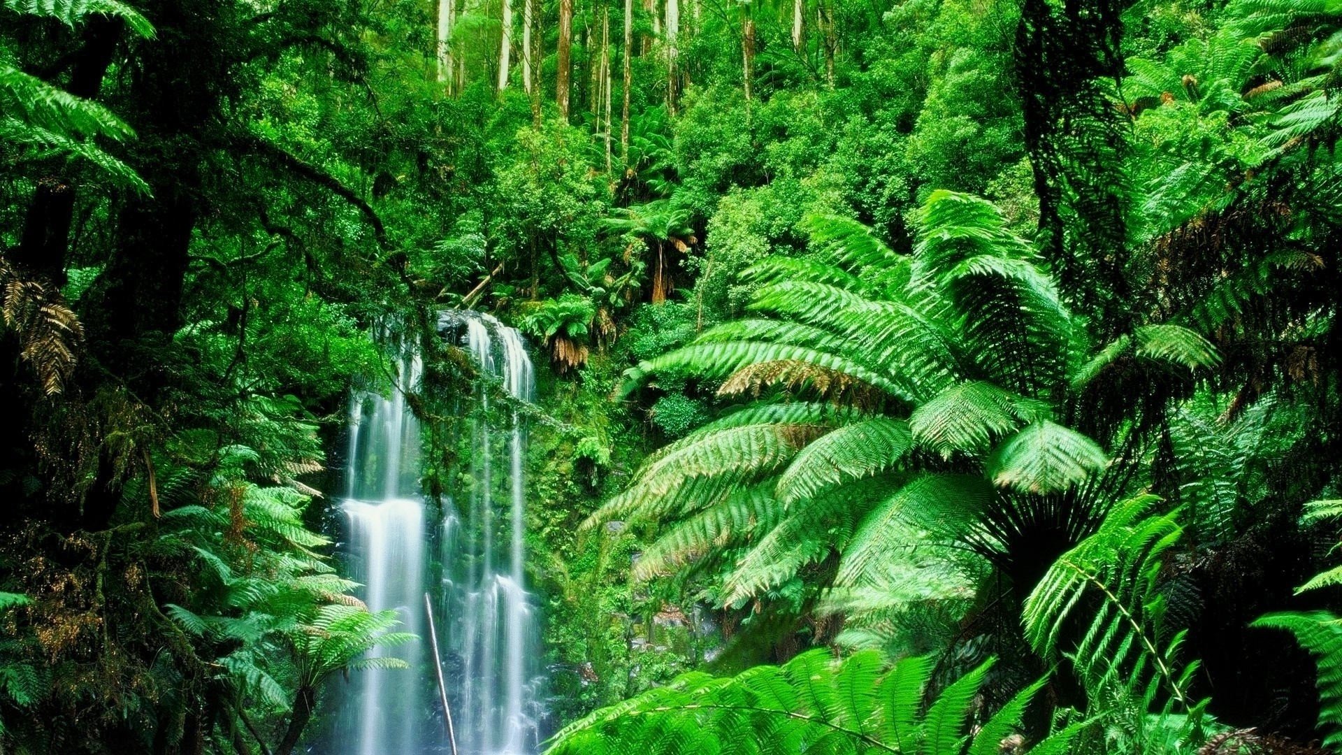 Green landscapes trees jungle forest rainforest wallpaper 1920x1080