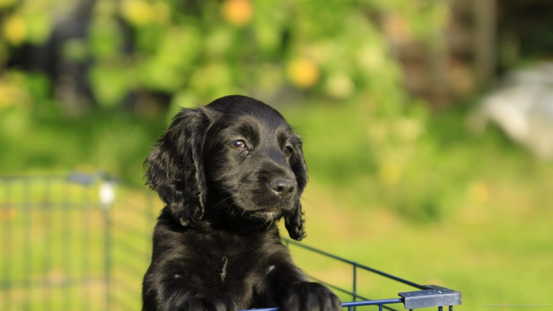 Adorable Black Cocker Spaniel Puppy Wallpaper Picture For iPhone