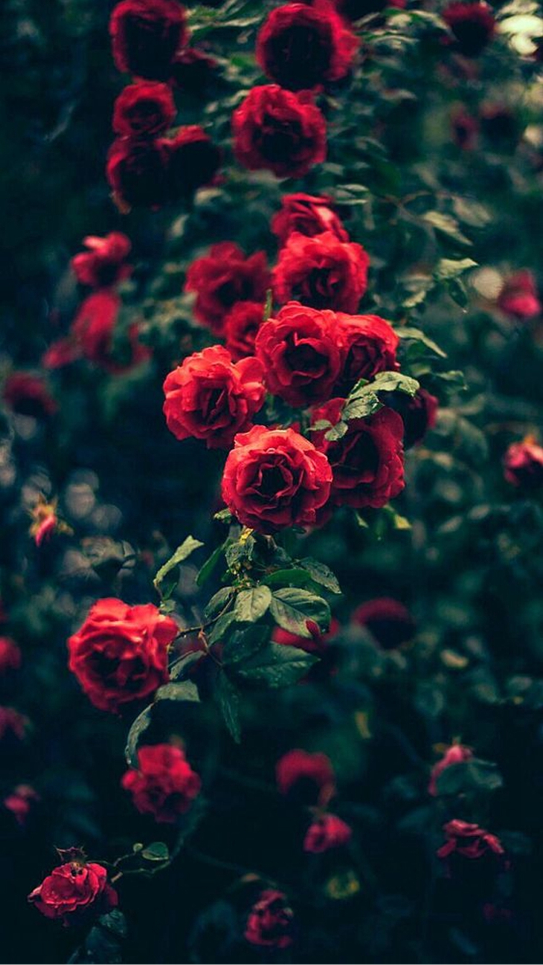 Beautiful Garden Red Roses Flowers iPhone Wallpaper