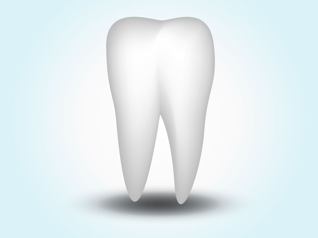 Vector Tooth 1024x765