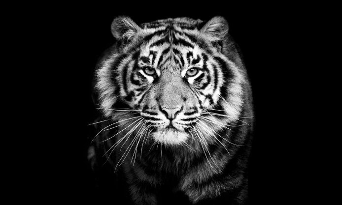  tiger black and white closeup photography beautiful wallpaper hd