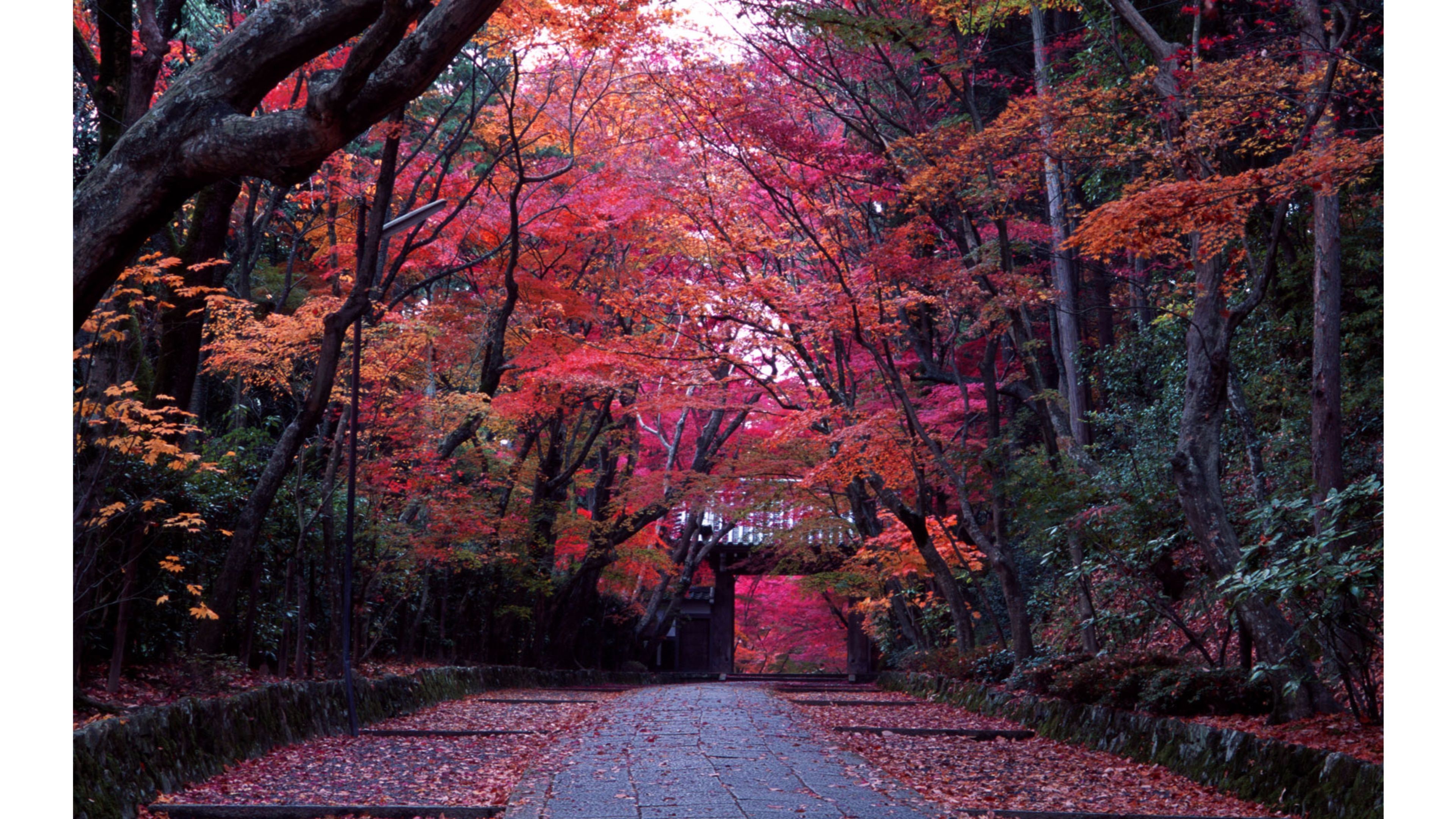 A picturesque pathway winds through a vibrant Japanese forest in autumn, showcasing the breathtaking colors of fall foliage