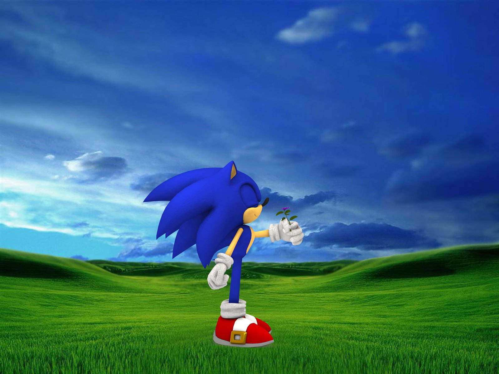 Sonic In The Meadow Wallpaper By Werehog Fury