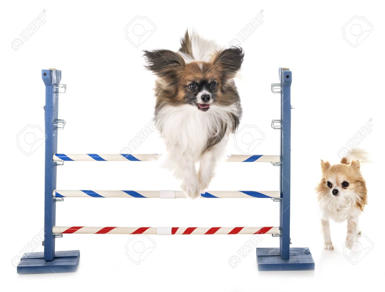 Agility And Little Dog In Front Of White Background Stock Photo