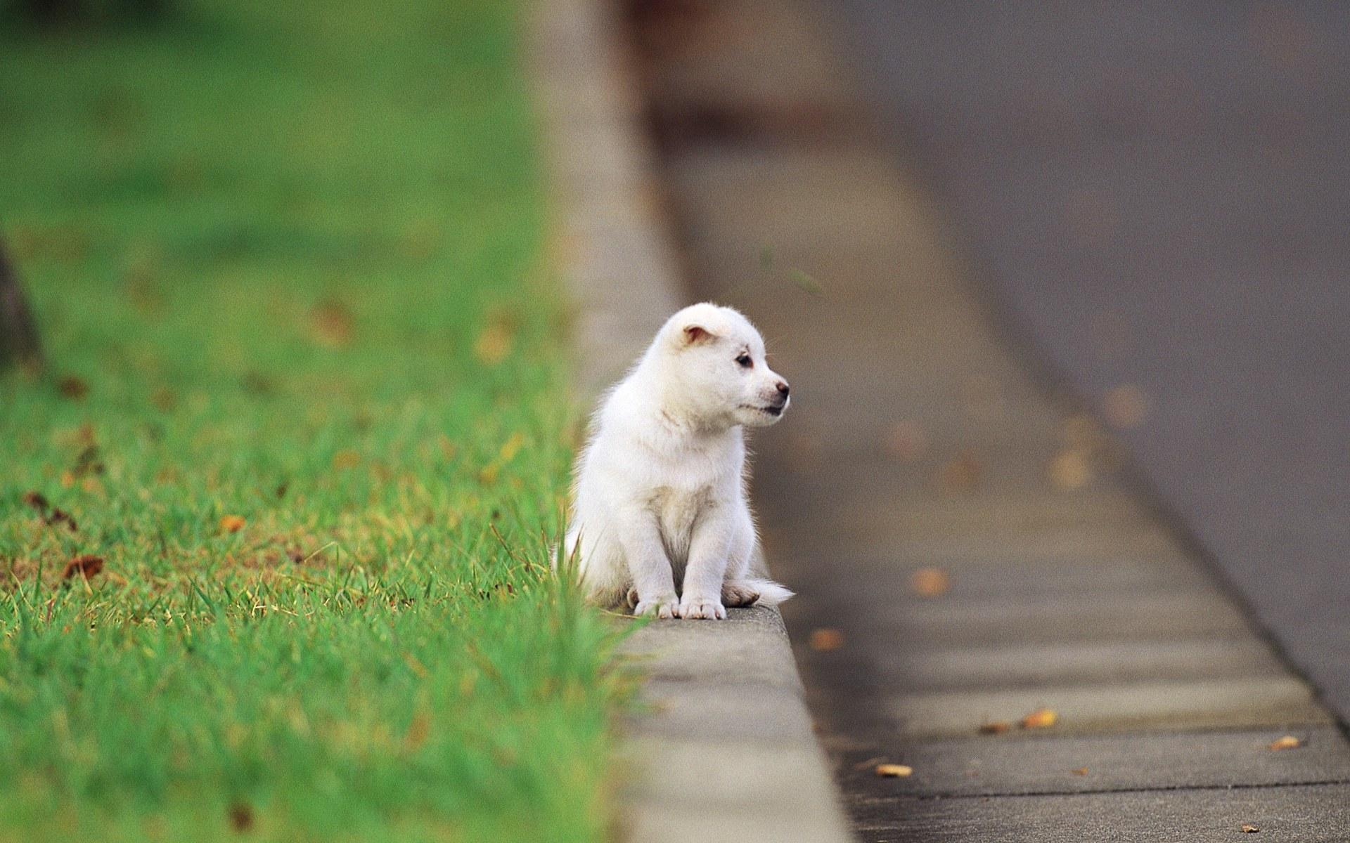Pretty Dog Wallpaper Puppies