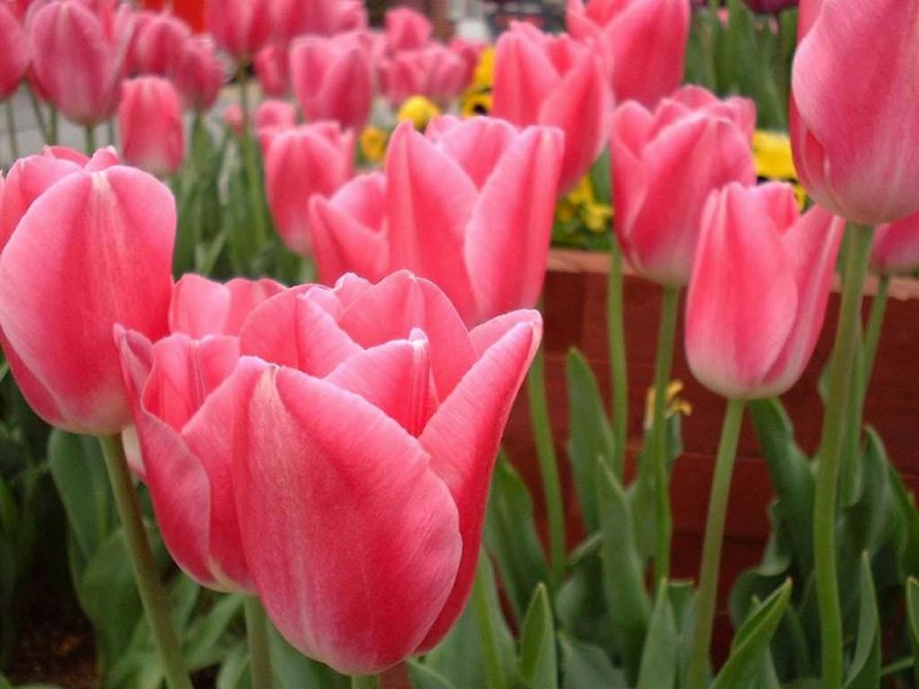 Cool Wallpaper Pink Tulips