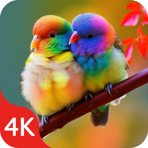 Birds Wallpaper In 4k