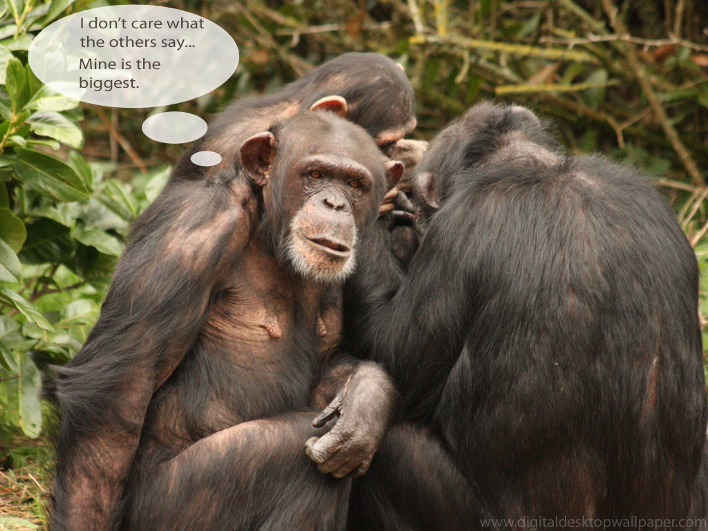 Funny Chimpanzee Pictures Awesome Wallpaper