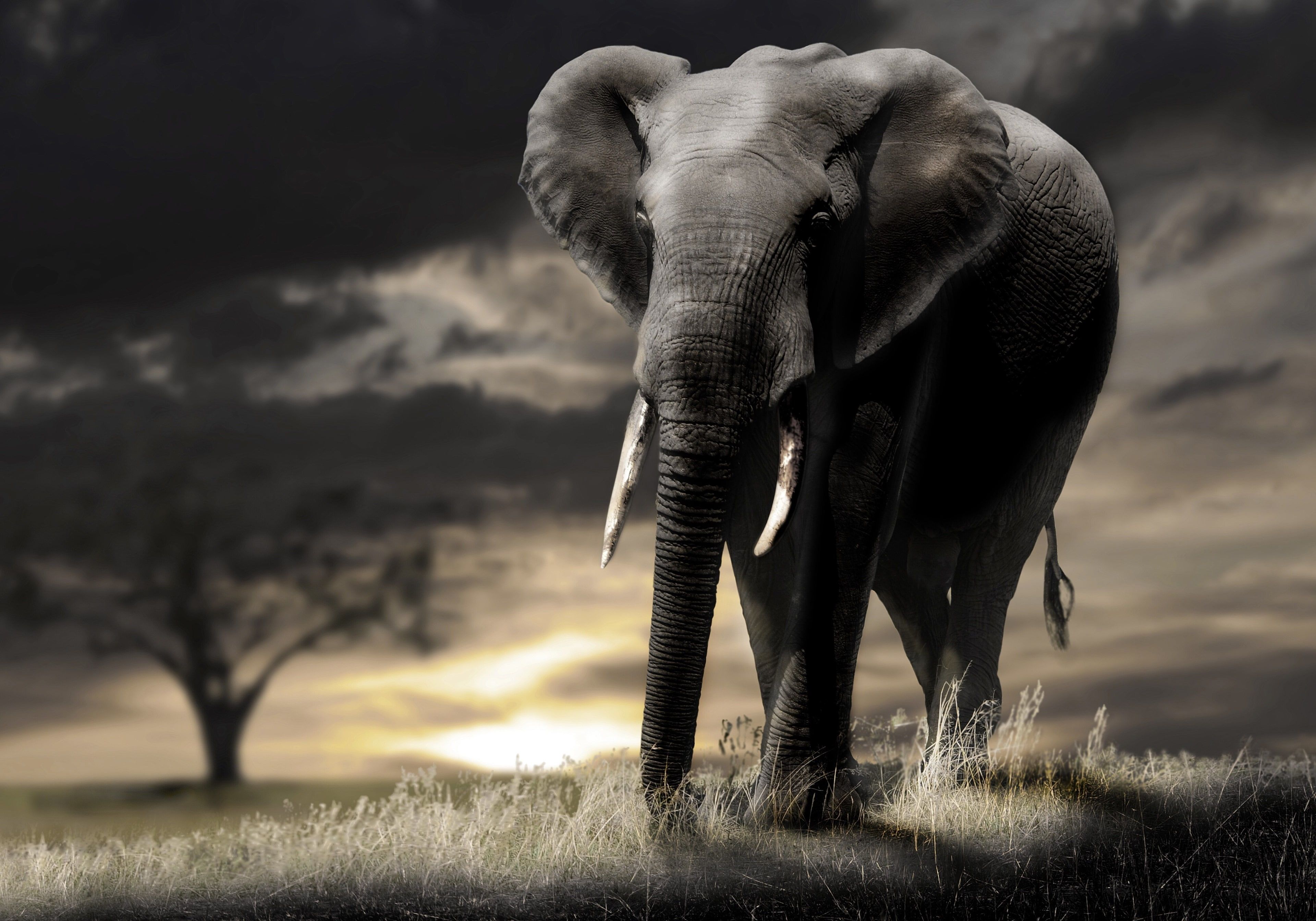 🔥 [30+] 4k Elephant Wallpapers | WallpaperSafari