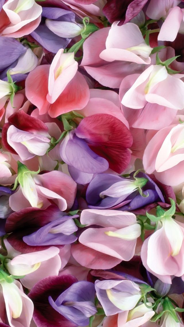 iPhone Wallpaper Flowers