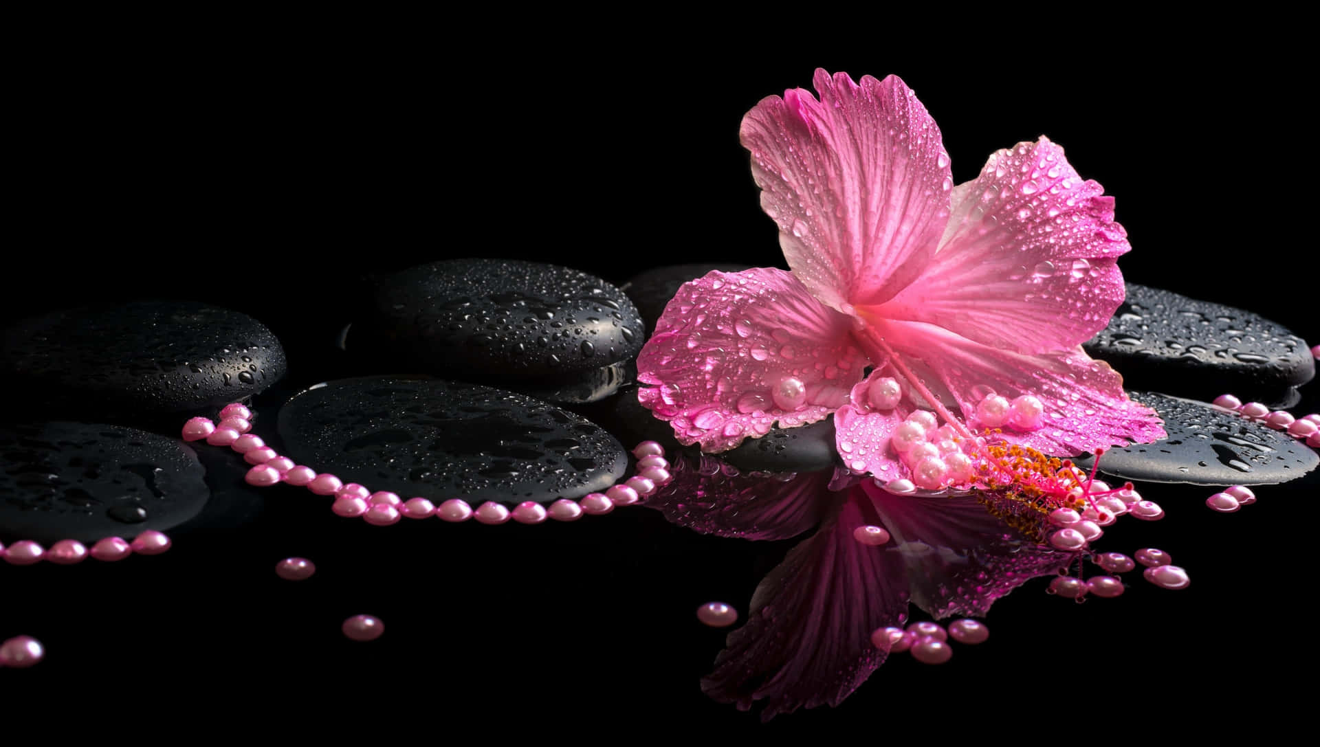 Hibiscus Flower Wallpaper