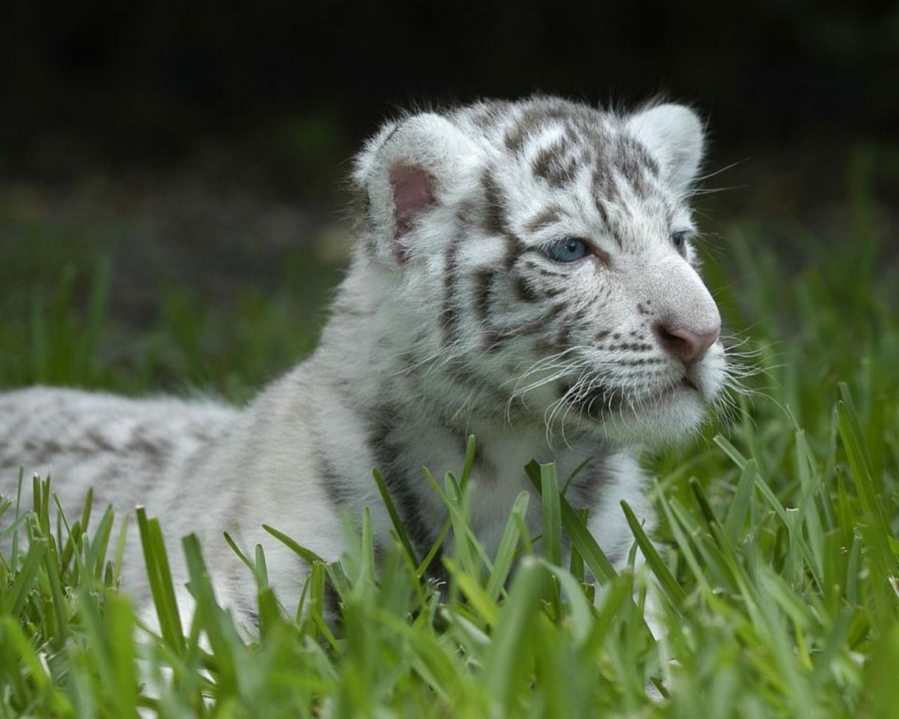 TIGER WALLPAPERS White Tiger Cub Wallpapers