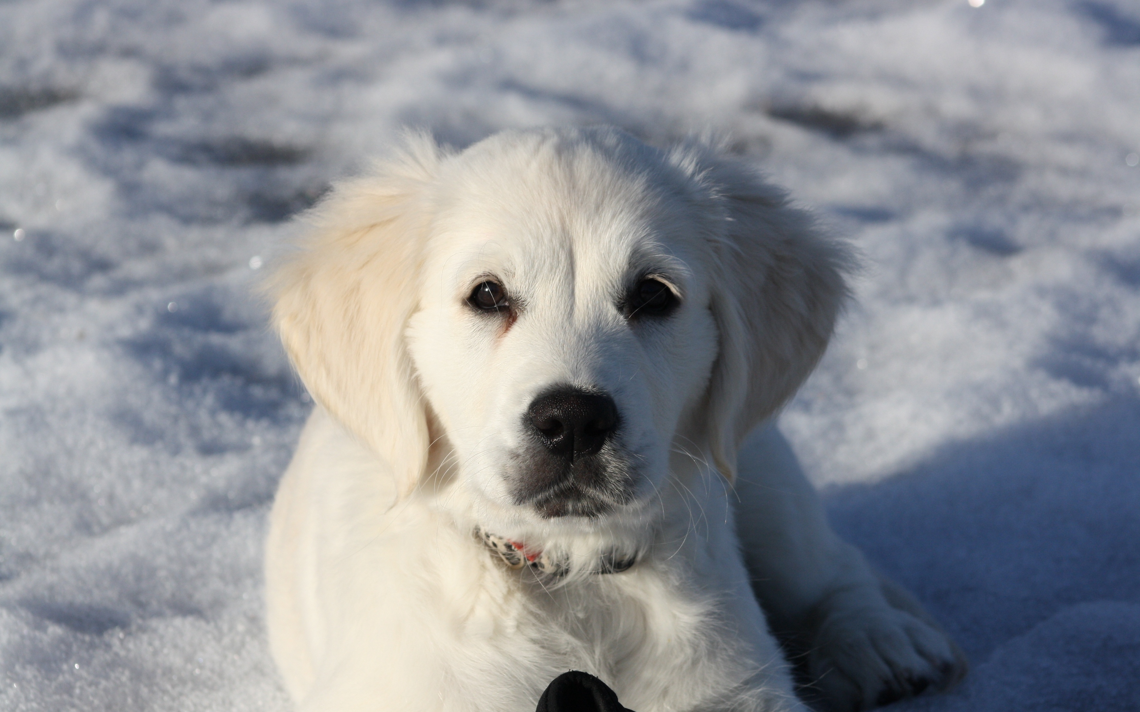 Wallpaper Golden Retriever Puppy White Snow Winter