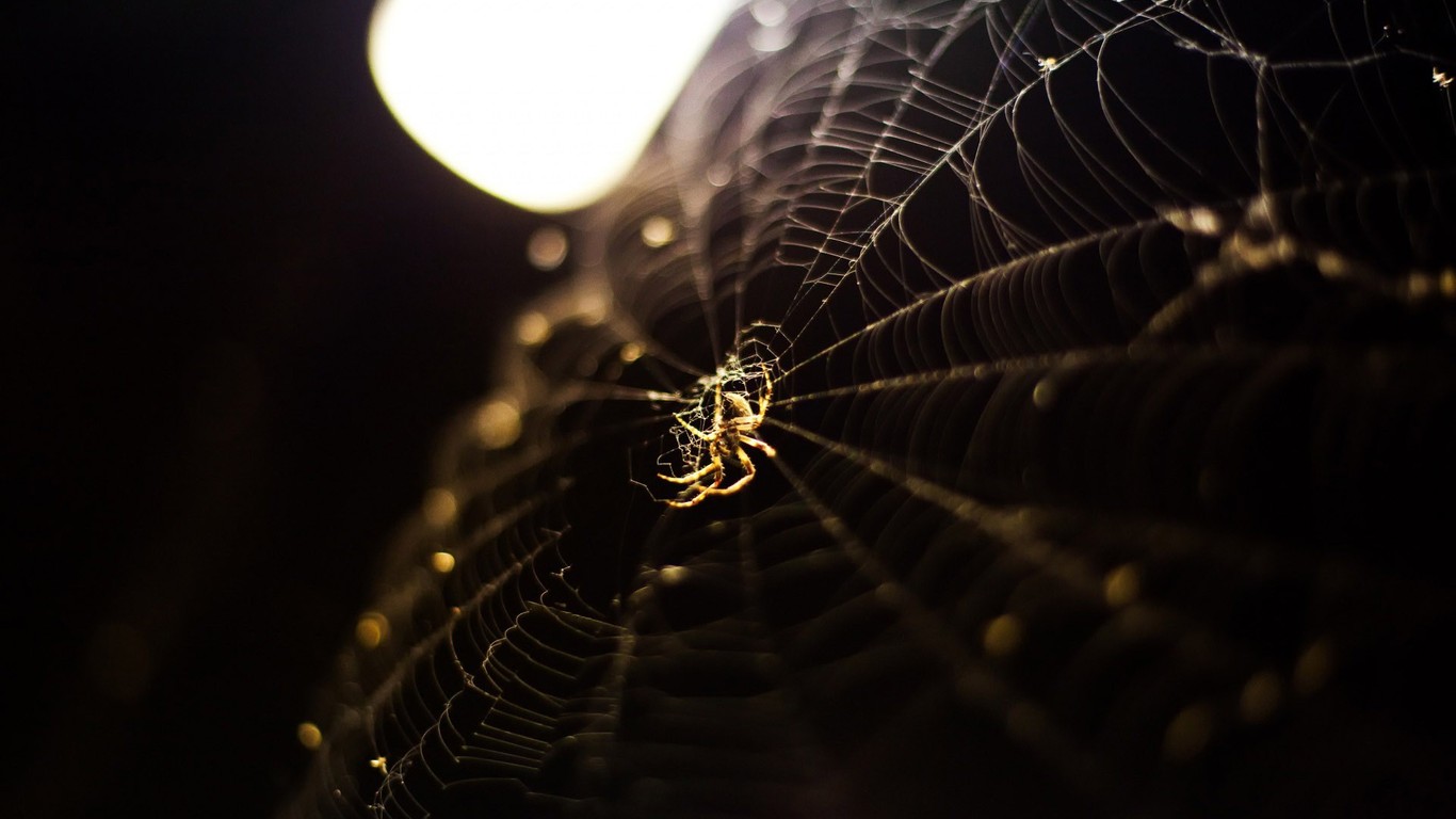 Spider On A Web Wallpaper