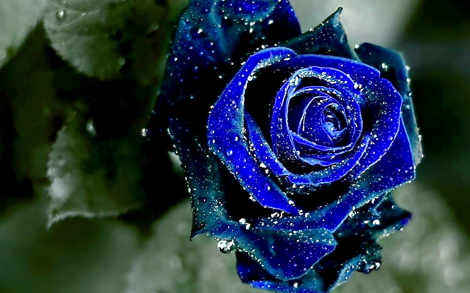 White And Blue Roses Wallpaper Rose