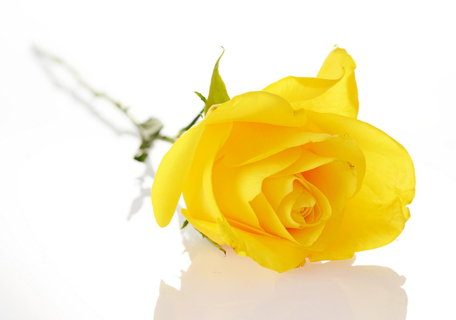 Yellow Rose Wallpapers HD Pictures Download HD Flowers
