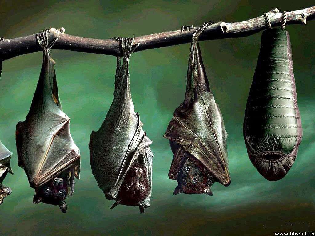Bat Hanging Upside Down Bats Wallpaper