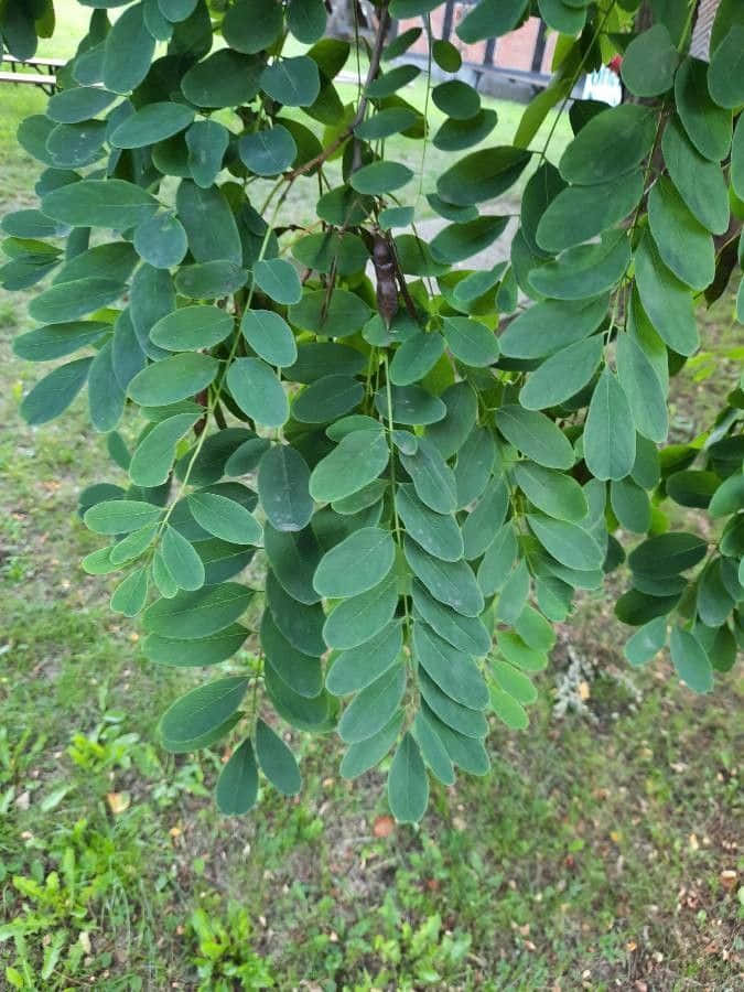 The Beautiful Black Locust Tree Wallpaper